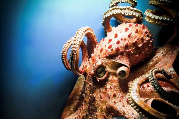 Кракен даркнет ссылка kraken link24 info